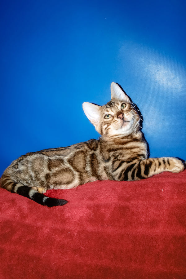 Boris | Bengal Kitten