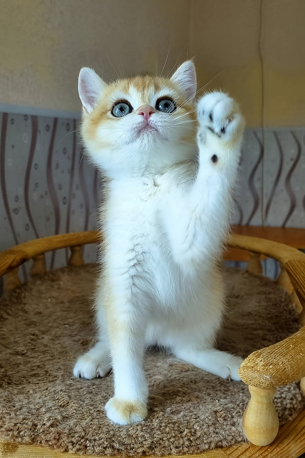 A fluffy ginger and white british shorthair kitten with striking blue eyes sits on a woven wooden cat bed