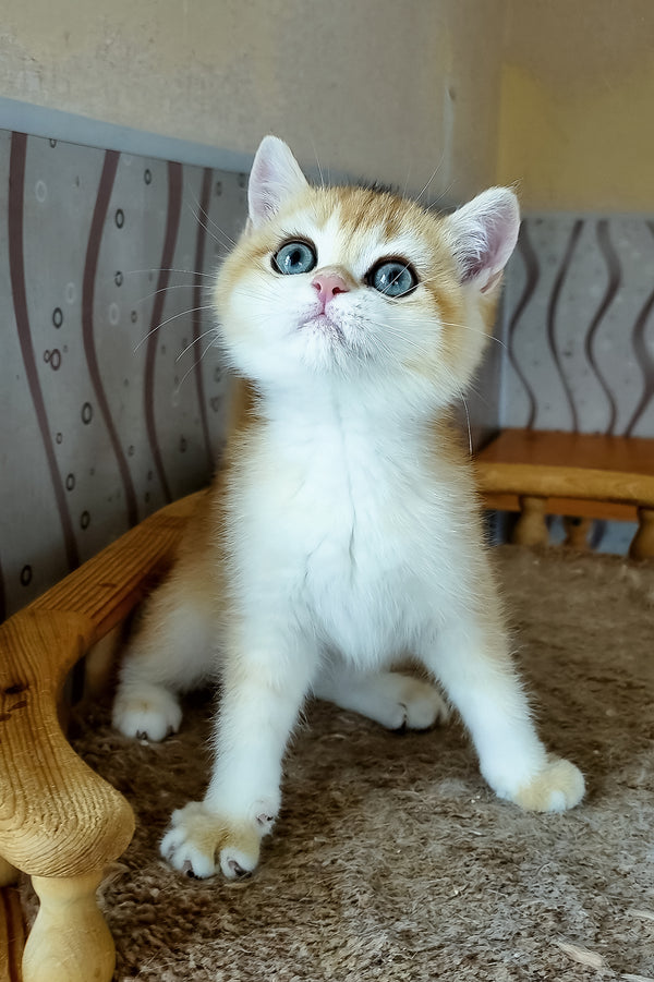 A fluffy british shorthair kitten with golden shell and blue eyes sitting on a carpeted surface looking attentive