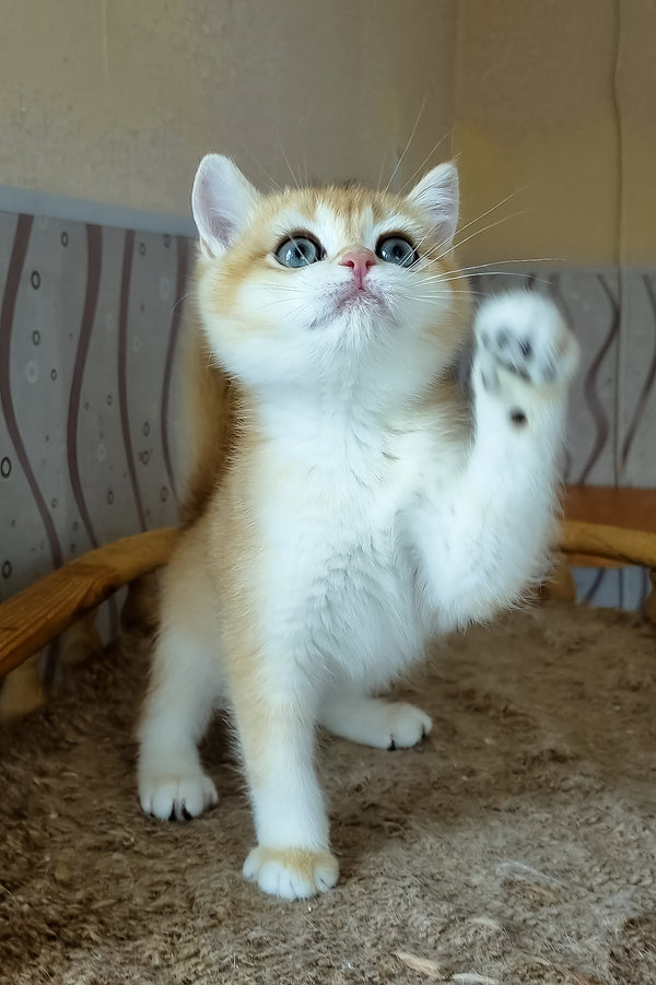 A fluffy golden shell british shorthair kitten with striking blue eyes sits on straw waving a paw playful style