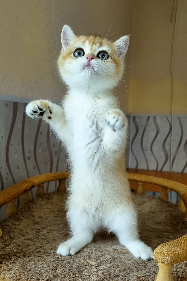 A fluffy ginger and white british shorthair kitten with bright blue eyes standing on its hind legs