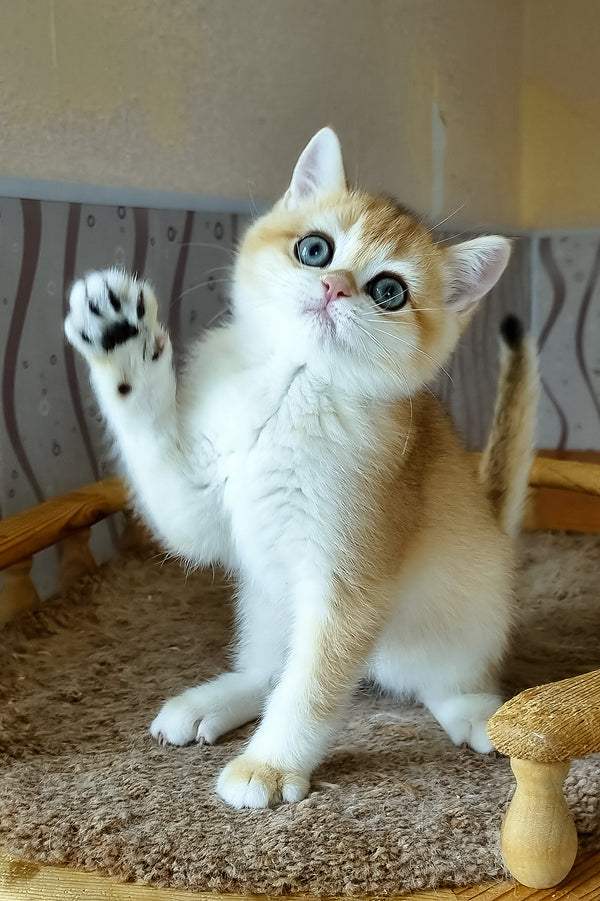 A fluffy british shorthair kitten named boston with ginger and white fur and blue eyes sitting on a textured rug