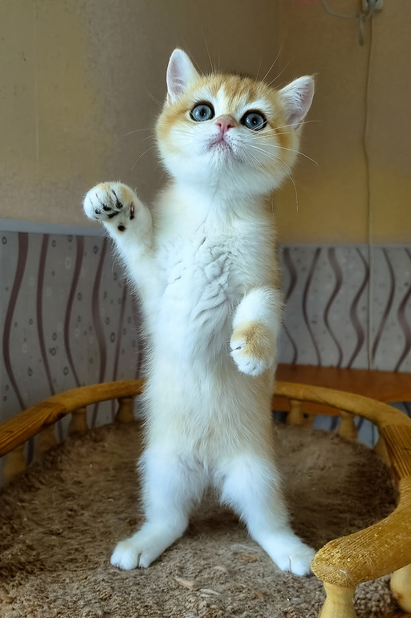 A fluffy british shorthair kitten named boston with ginger white fur and bright blue eyes standing on hind legs paw raised