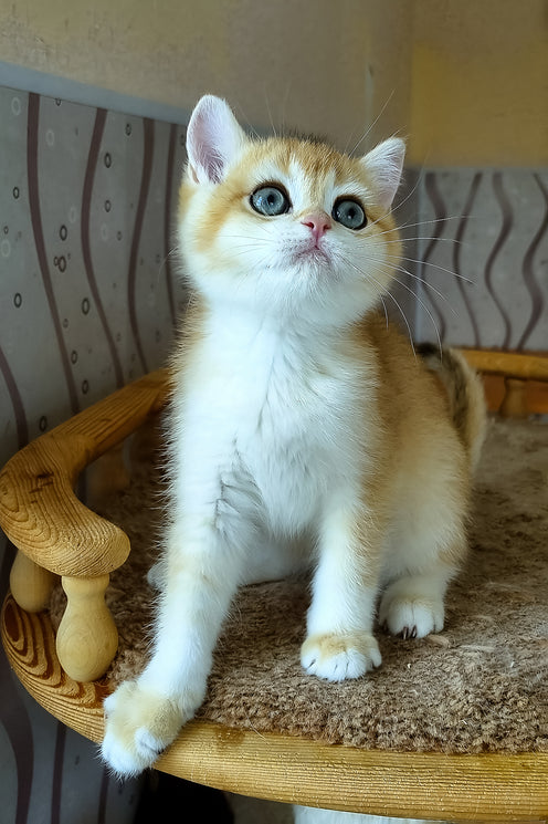 Boston | British Shorthair Kitten
