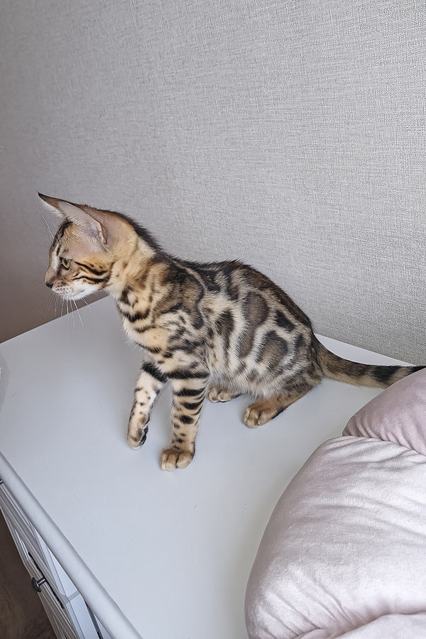 Bouncy | Bengal Kitten