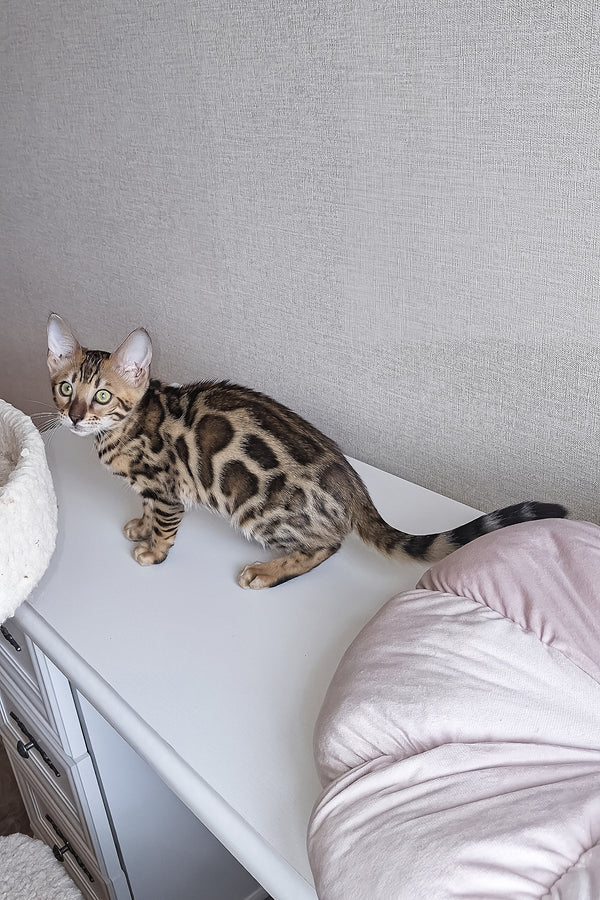 Bouncy | Bengal Kitten