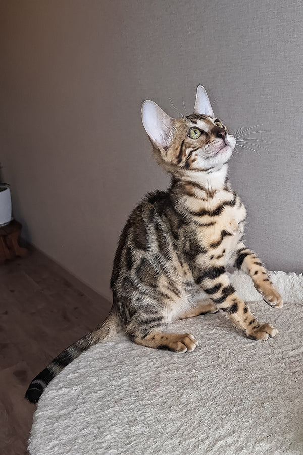 Bouncy | Bengal Kitten