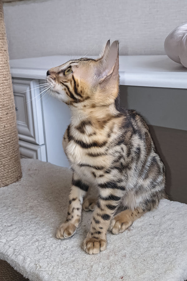 Bouncy | Bengal Kitten