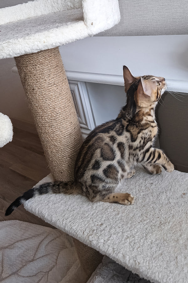Bouncy | Bengal Kitten