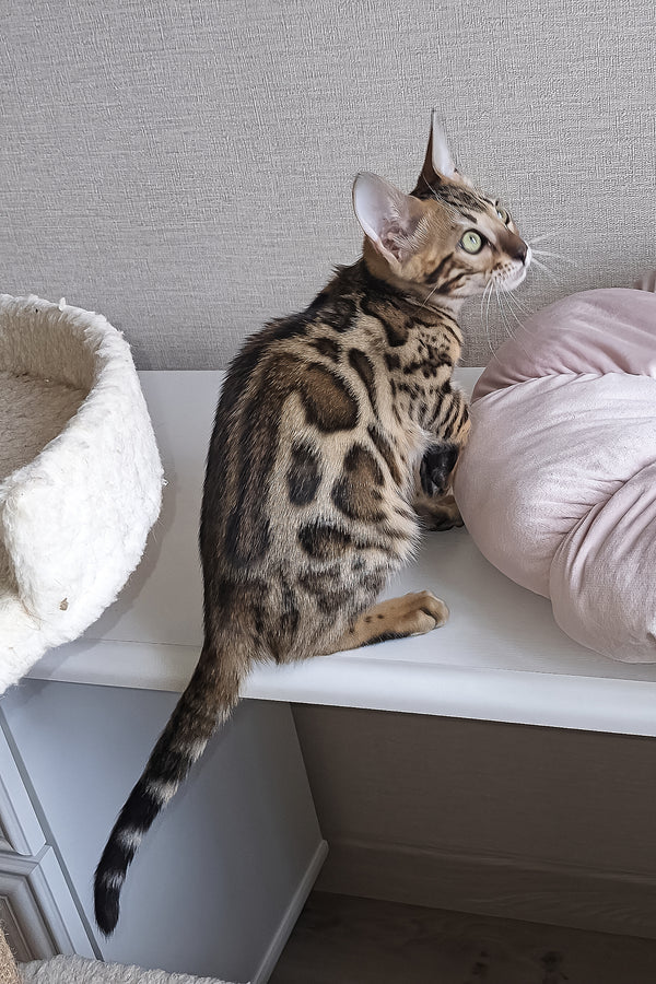 Bouncy | Bengal Kitten