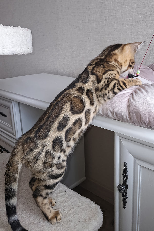 Bouncy | Bengal Kitten