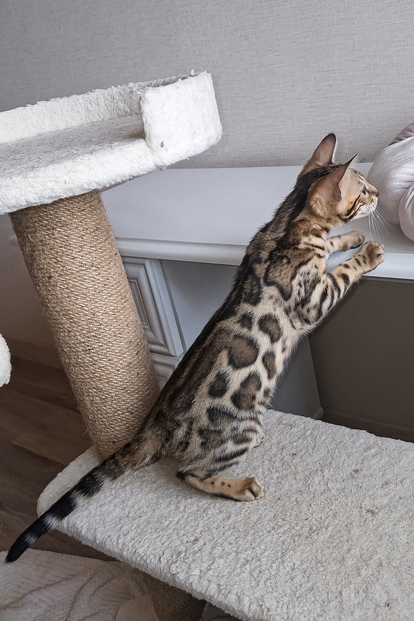 Bouncy | Bengal Kitten