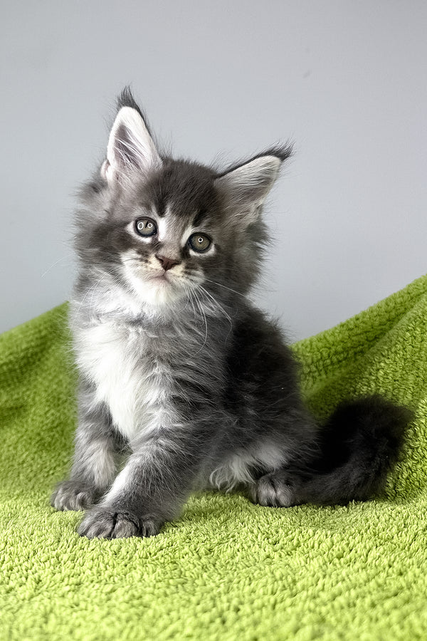 Bourbon | Maine Coon Kitten