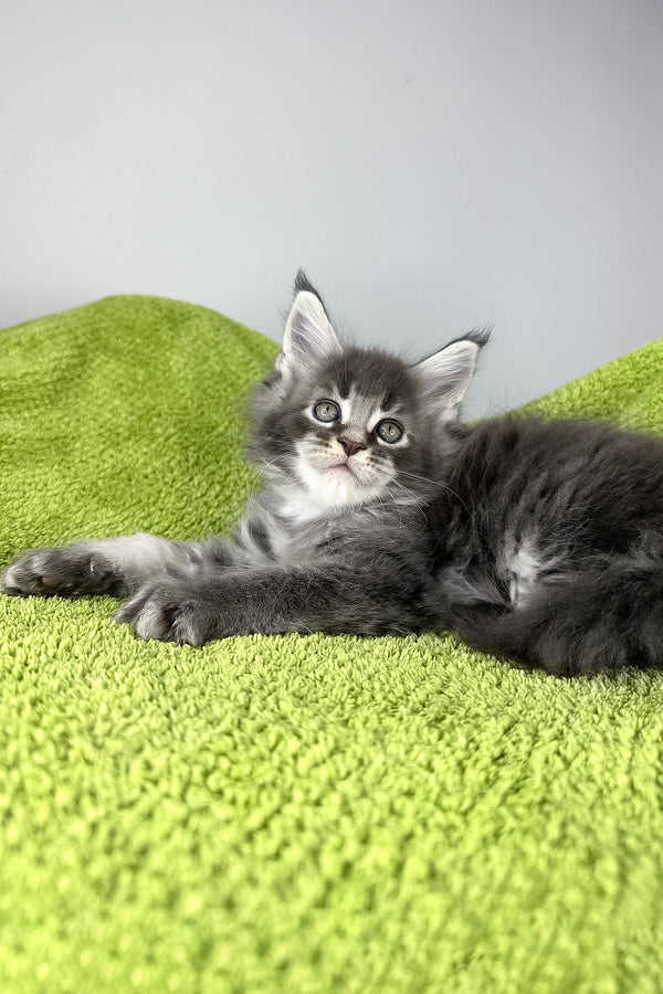 Bourbon | Maine Coon Kitten