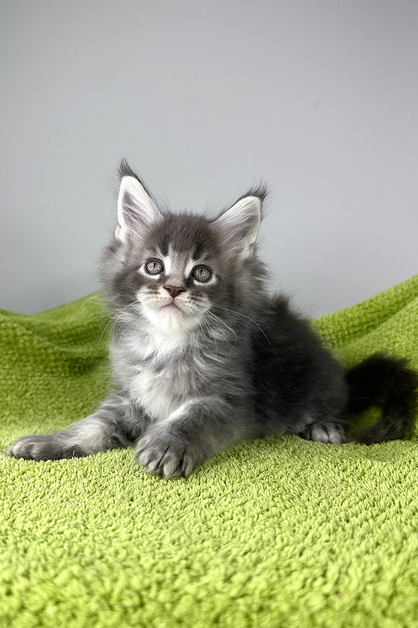 Bourbon | Maine Coon Kitten