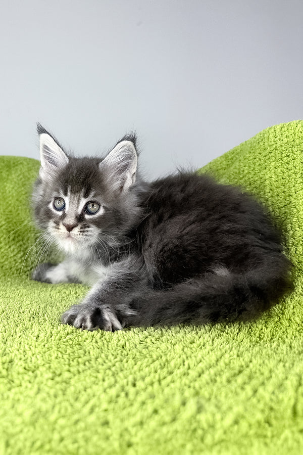 Bourbon | Maine Coon Kitten
