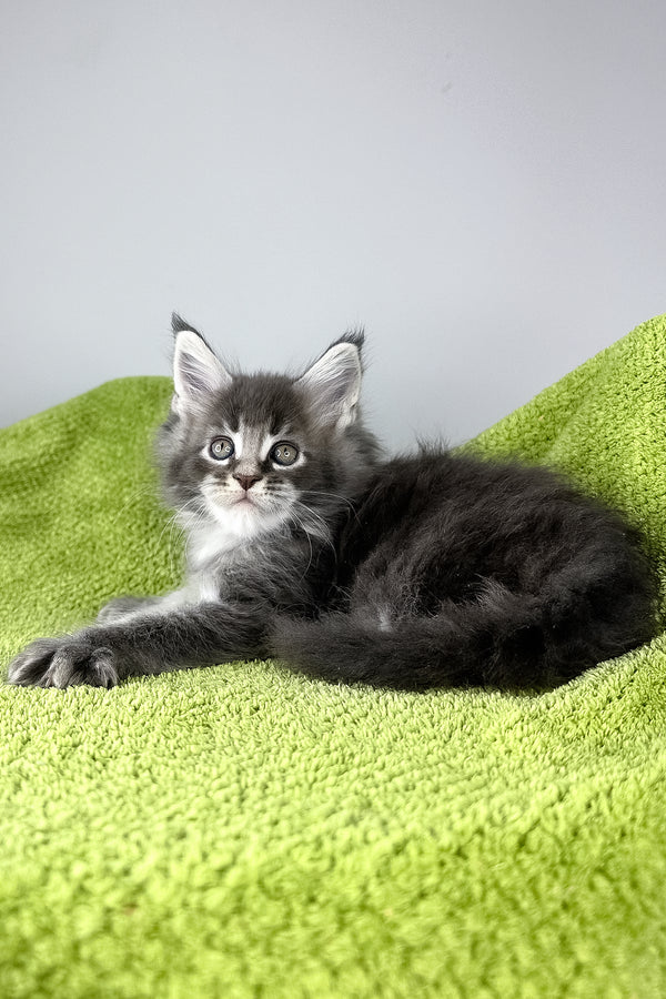 Bourbon | Maine Coon Kitten