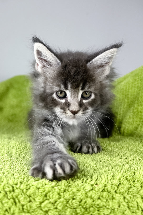 Bourbon | Maine Coon Kitten