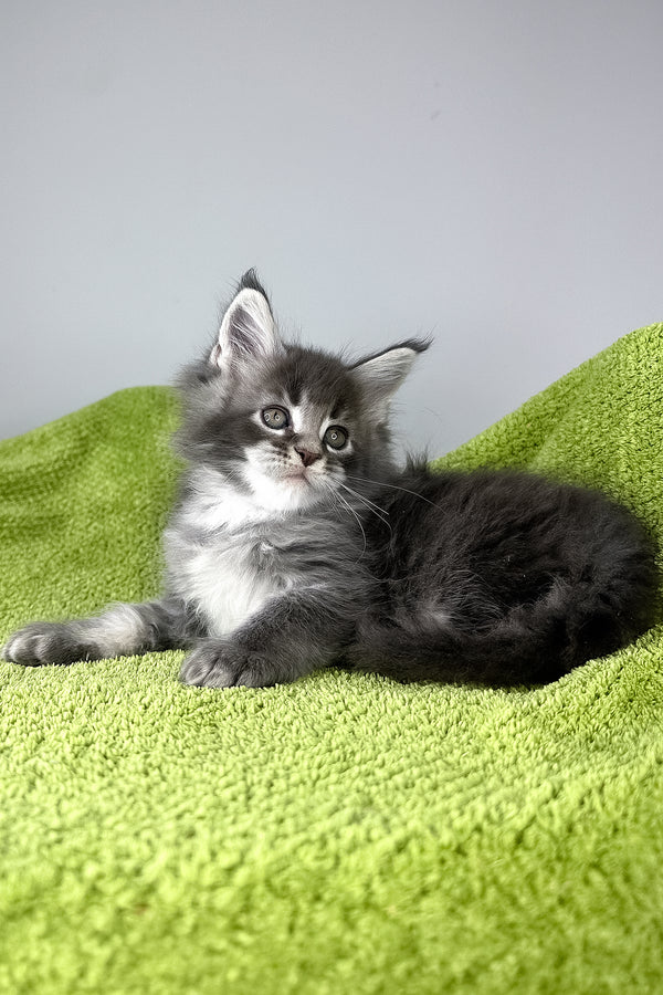 Bourbon | Maine Coon Kitten