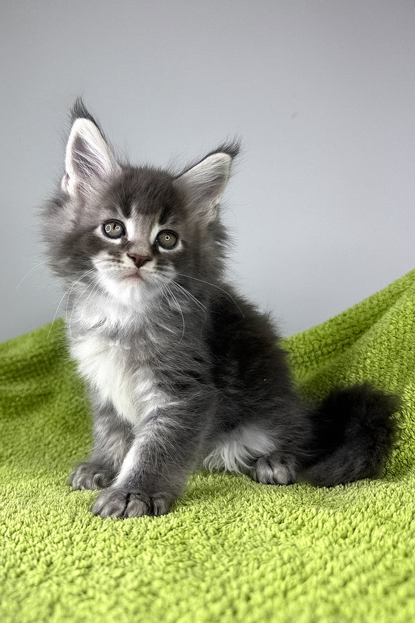 Bourbon | Maine Coon Kitten