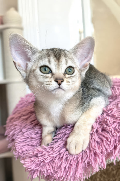 Brenda | Abyssinian Kitten