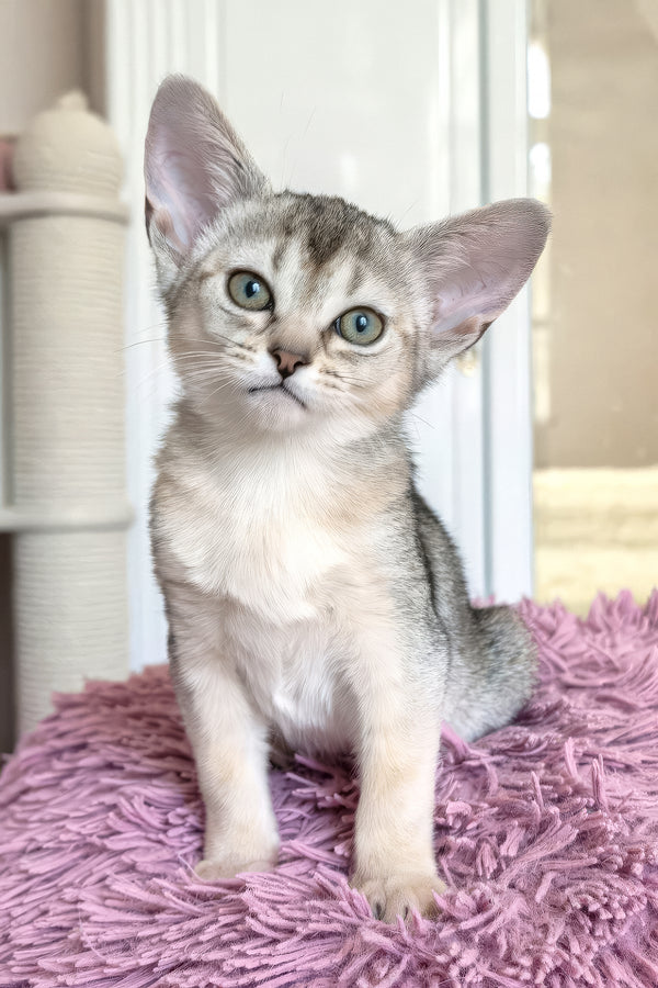 Brenda | Abyssinian Kitten