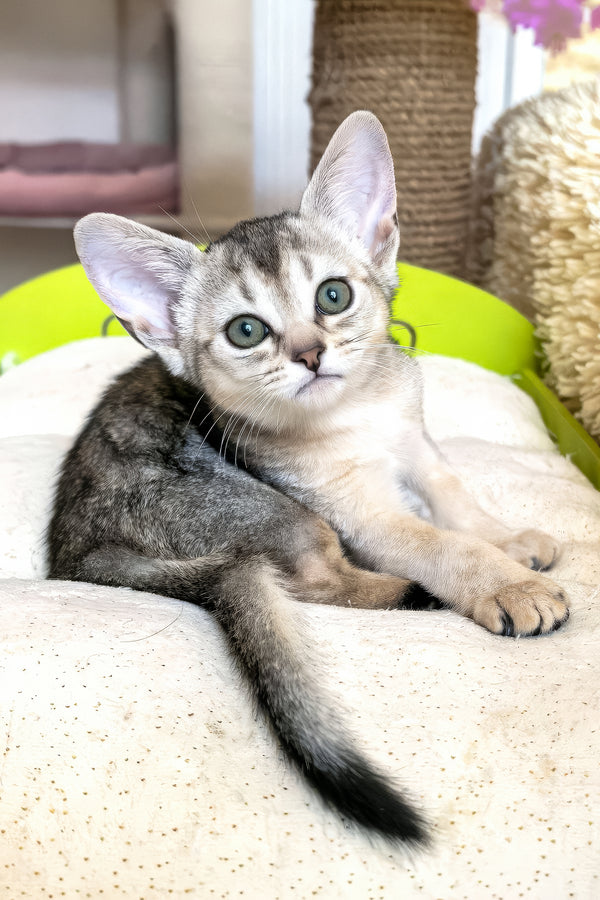 Brenda | Abyssinian Kitten