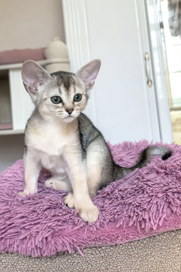 Brenda | Abyssinian Kitten