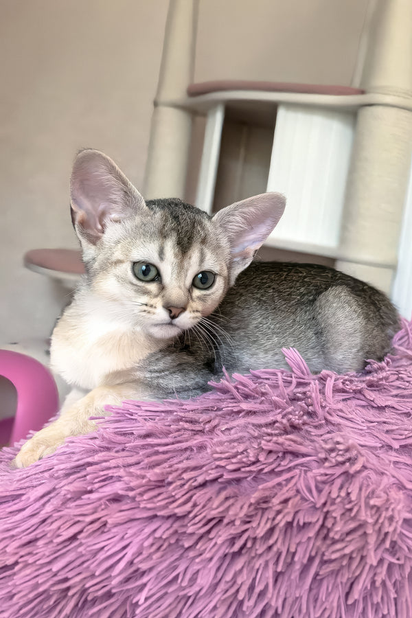 Brenda | Abyssinian Kitten