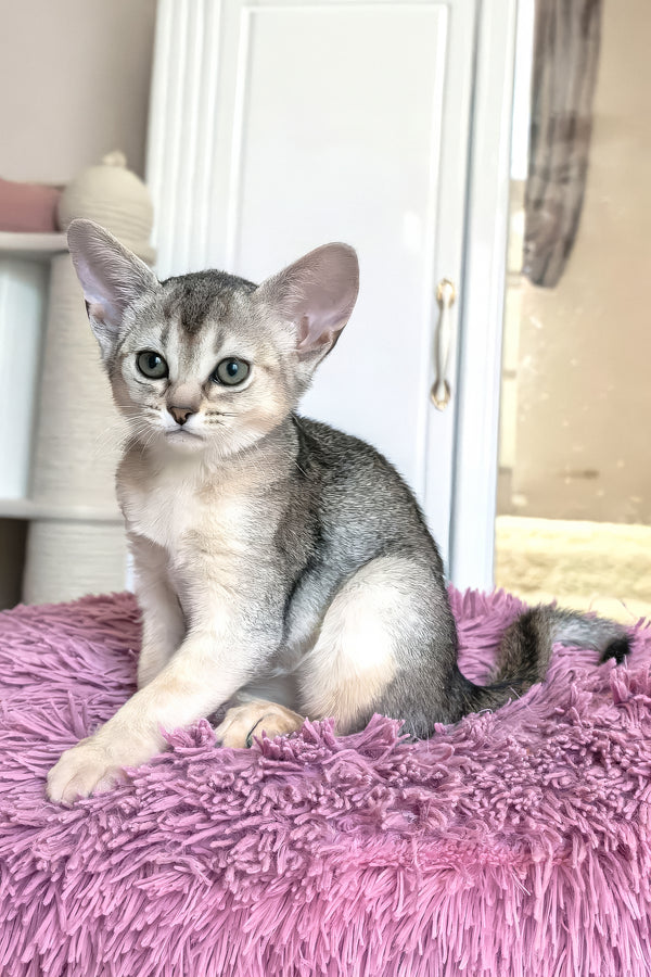 Brenda | Abyssinian Kitten