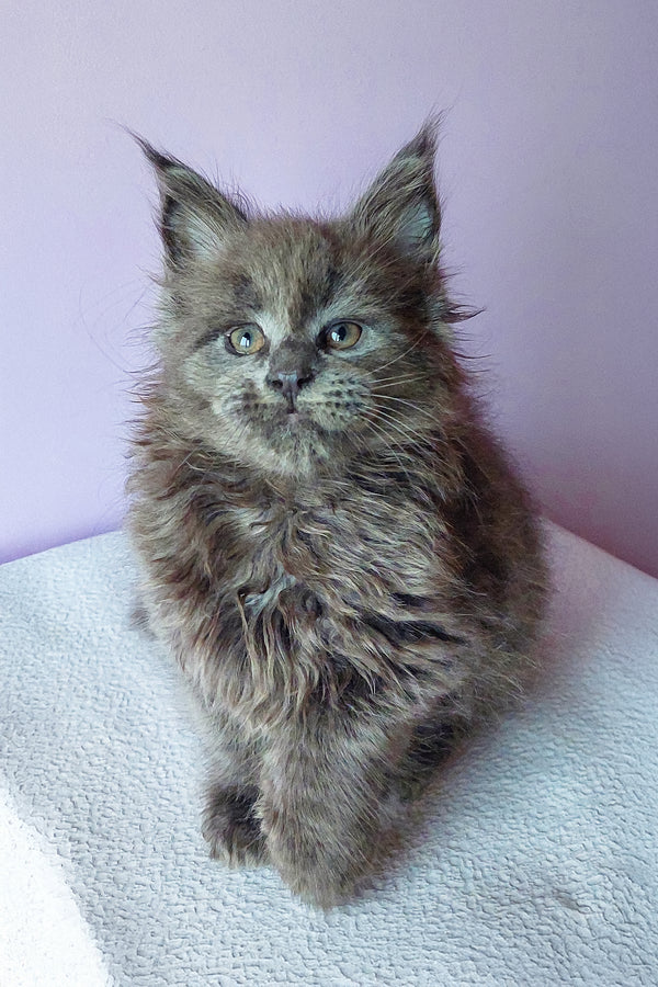 Brian | Maine Coon Kitten