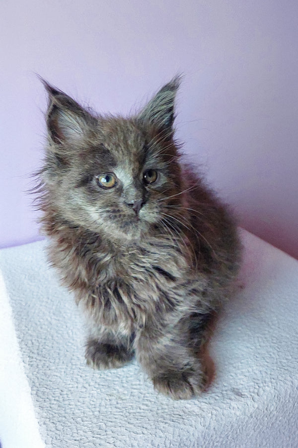 Brian | Maine Coon Kitten