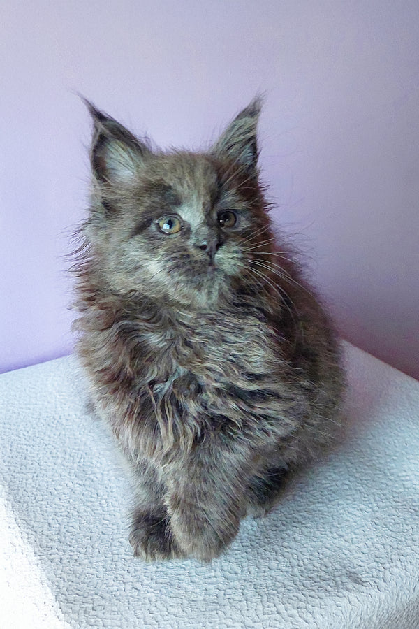 Brian | Maine Coon Kitten