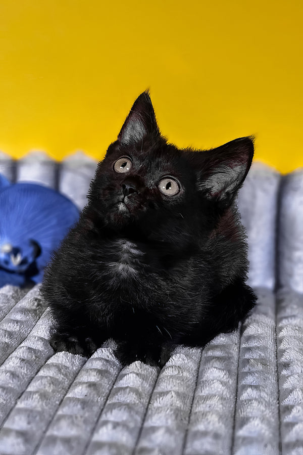 Brian | Munchkin Kitten