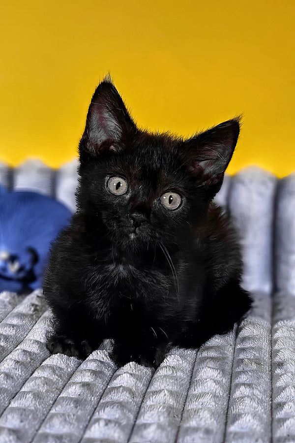 Brian | Munchkin Kitten