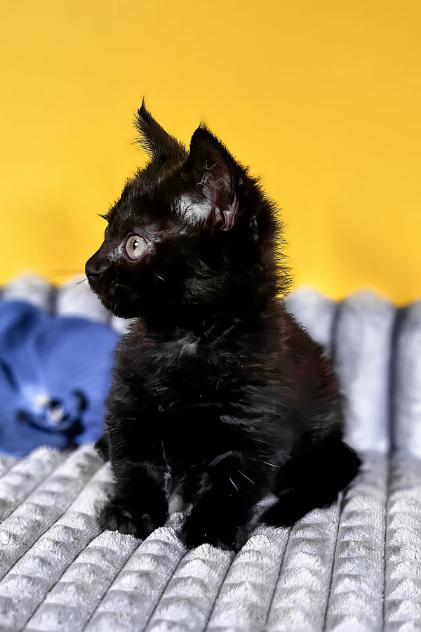 Brian | Munchkin Kitten