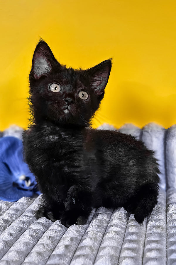 Brian | Munchkin Kitten
