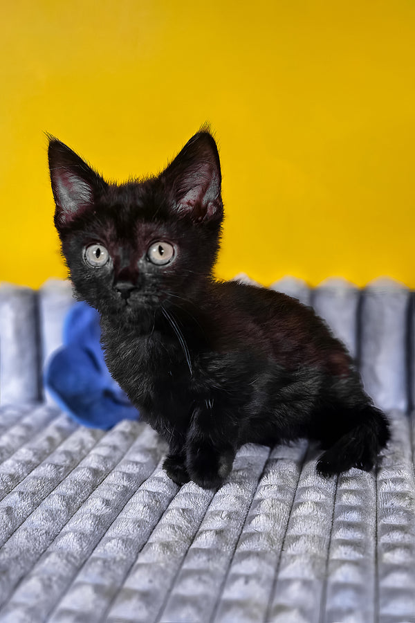 Brian | Munchkin Kitten