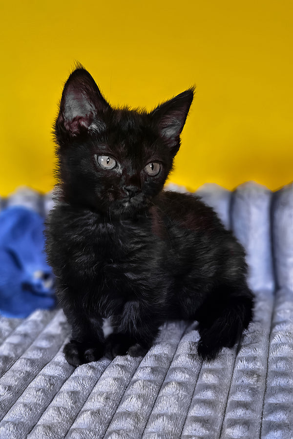 Brian | Munchkin Kitten