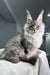 Bright | Maine Coon Kitten