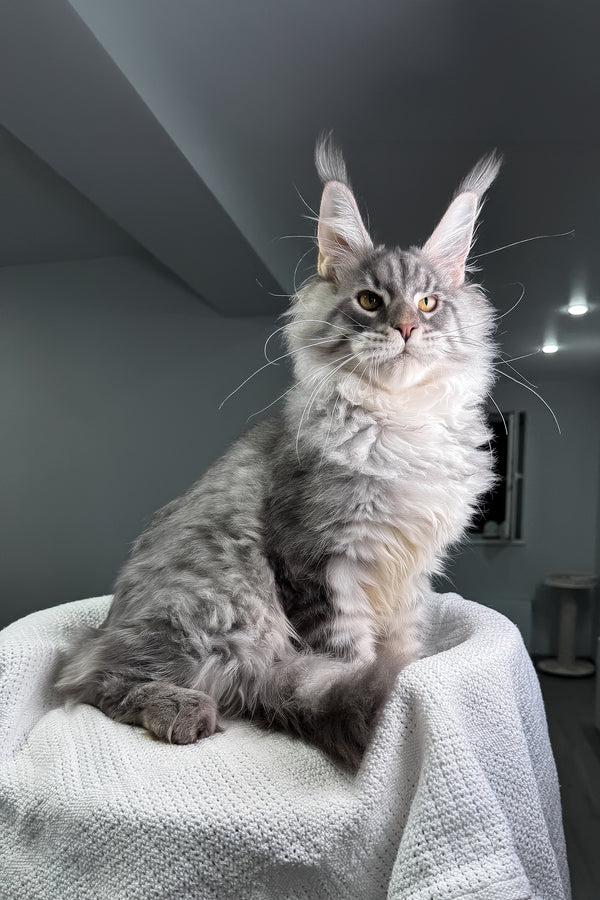 Bright | Maine Coon Kitten