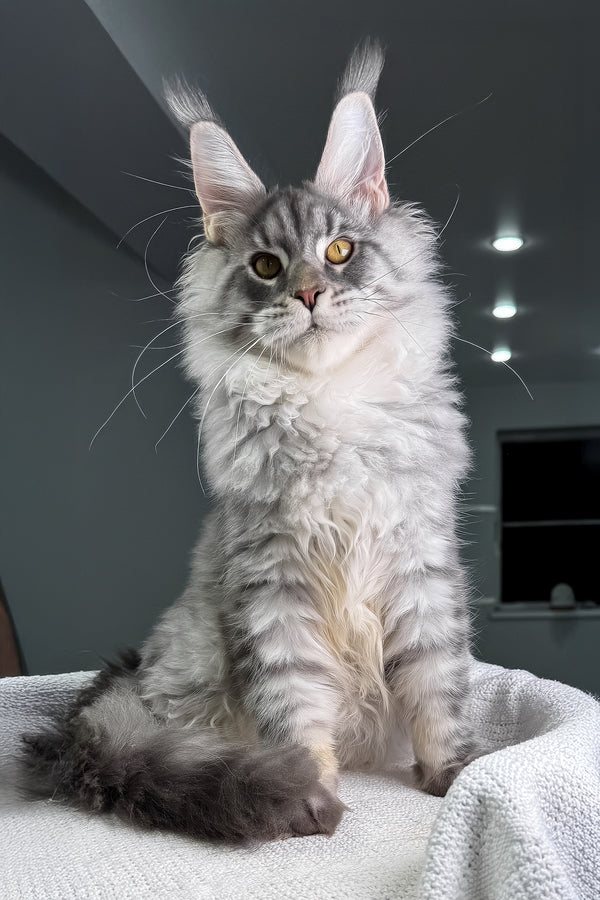 Bright | Maine Coon Kitten