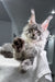 Bright | Maine Coon Kitten