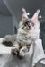 Bright | Maine Coon Kitten