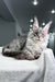 Bright | Maine Coon Kitten