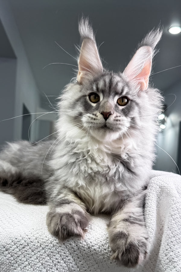 Bright | Maine Coon Kitten