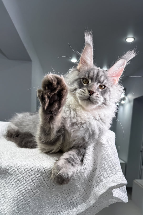 Bright | Maine Coon Kitten