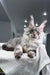 Bright | Maine Coon Kitten