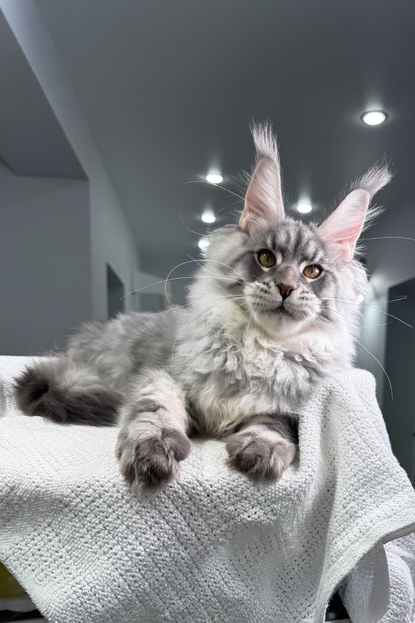 Bright | Maine Coon Kitten