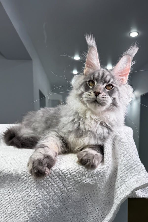 Bright | Maine Coon Kitten